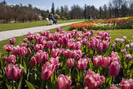 Spomladanska razstava Arboretum Volčji Potok Foto Mateja Račevski-13